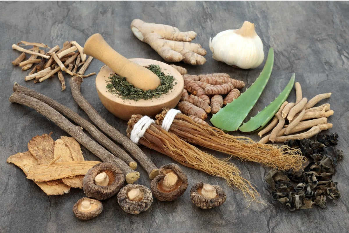 Where Can I Find Adaptogenic Mushrooms? Benefits & Types