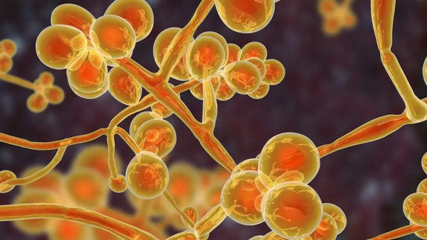 Candida and Brain Fog: Effects on Brain Function