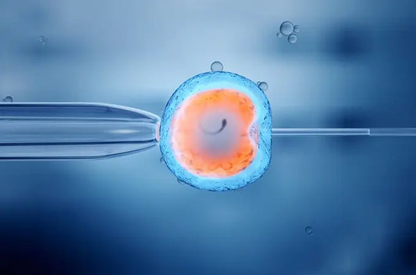 Can IVF Cause Early Menopause? What Woman Should Know