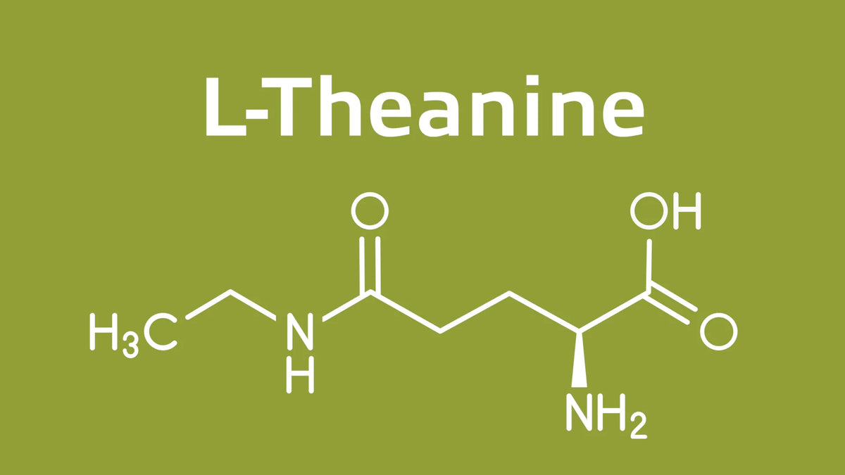 Does L-Theanine Research on Brain Fog Support Real Benefits?