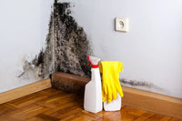 Mold and Brain Fog: Can Mold Exposure Cause Brain Fog?