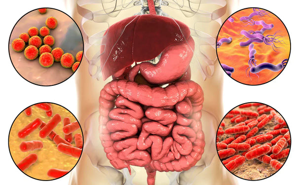 Brain Fog Probiotics: Can Probiotics Cause Brain Fog?