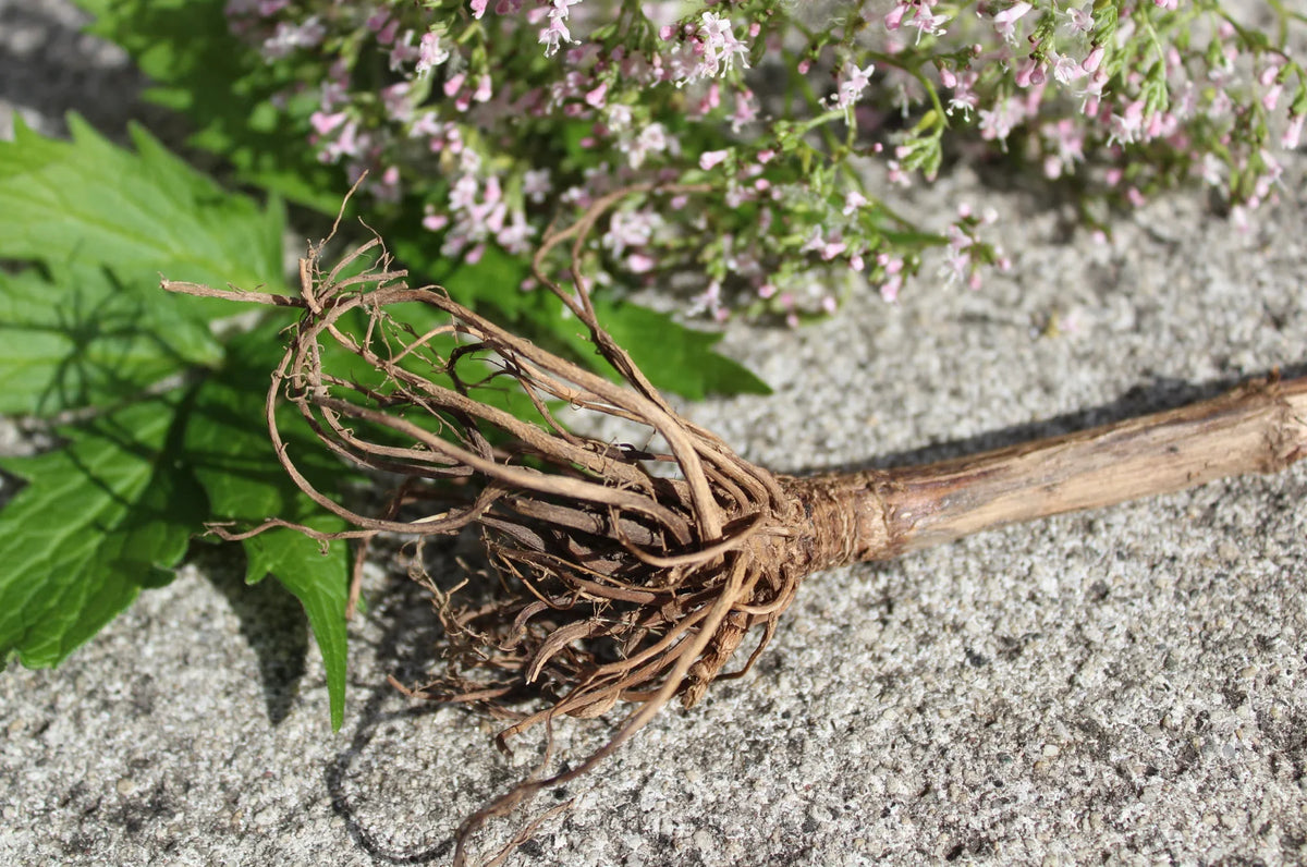 Valerian Root and Magnesium: Can You Take Them Together?