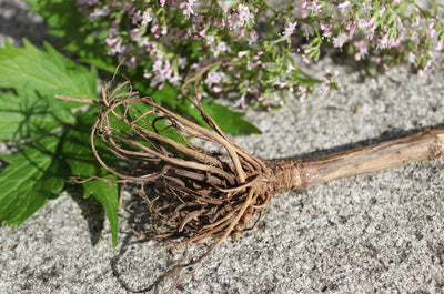 Valerian Root and Magnesium: Can You Take Them Together?