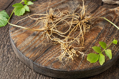Valerian Root Supplement: Benefits, Side Effects, and Safety