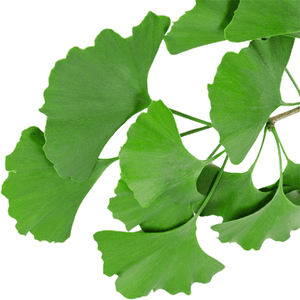 Ginkgo Biloba
