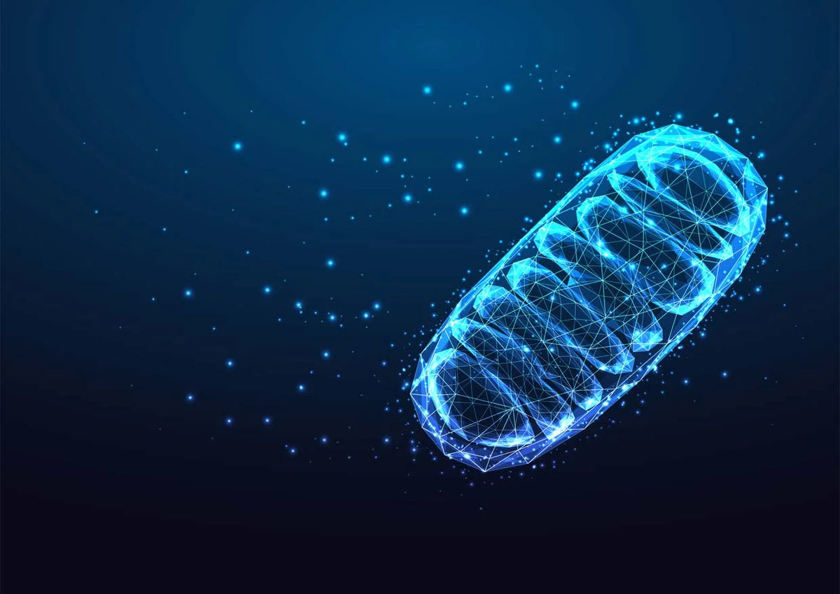 How Creatine Supports Cellular Energy
