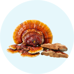 Reishi Mushroom
