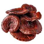 Reishi Mushroom